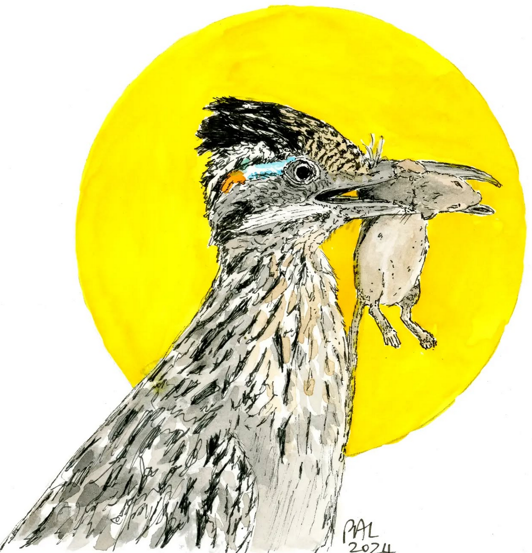 Greater Roadrunner