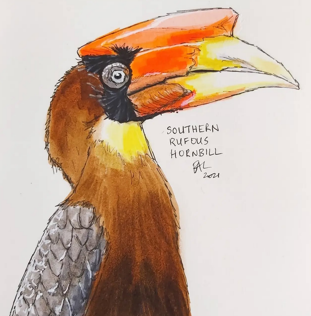 Southern Rufous Hornbill