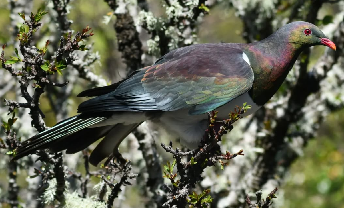 kererū / New Zealand Wood Pigeon
