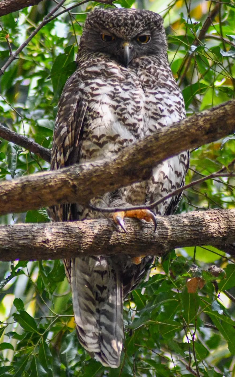 Powerful Owl
